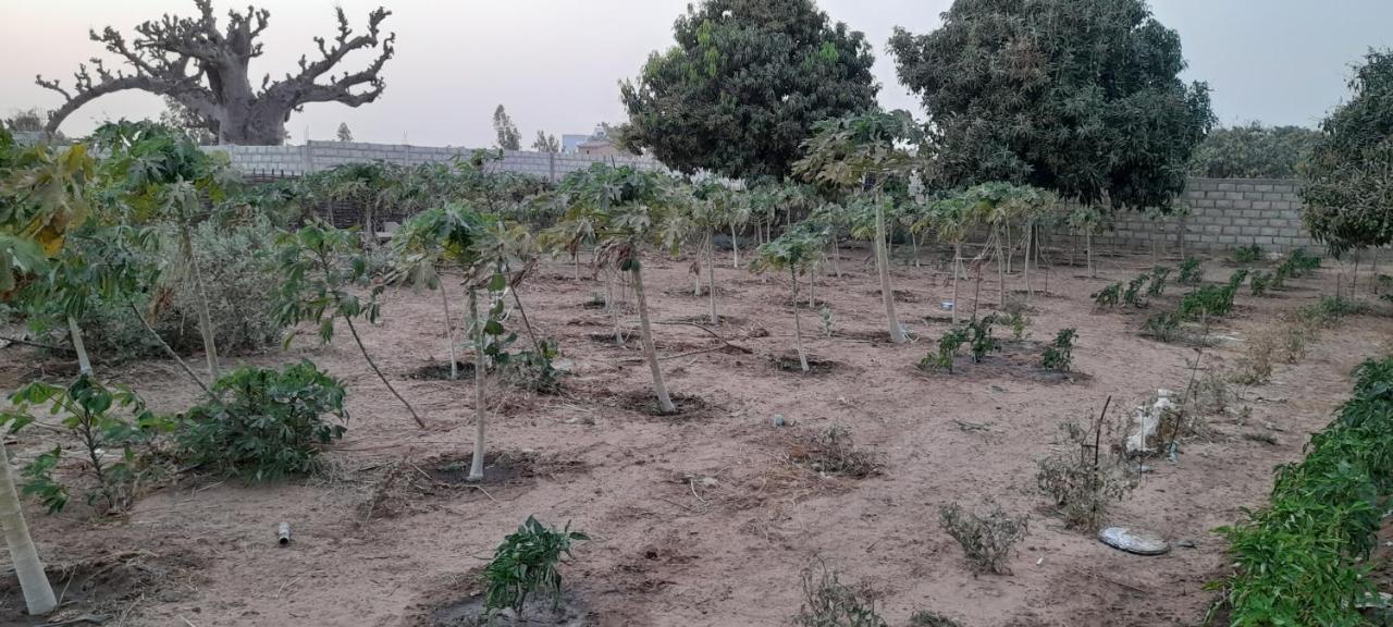 Saly Lrad Le Village Ngaring Dış mekan fotoğraf